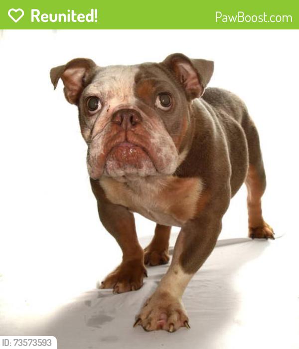 Reunited Female Dog last seen NE 57th Ct, Oakland Park, FL 33334, USA, Oakland Park, FL 33334