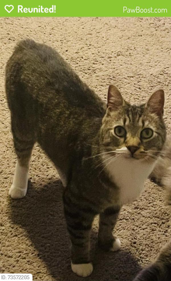 Reunited Male Cat last seen Gilbert Stephenson Park/Fort O Krystal, Fort Oglethorpe, GA 30742