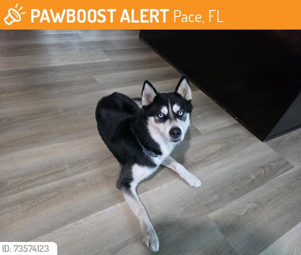 Found/Stray Male Dog last seen Pace Ln and Matthew Rd, Pace, FL 32571