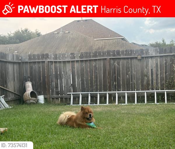 Lost Male Dog last seen Sliver hawk dr, Harris County, TX 77449