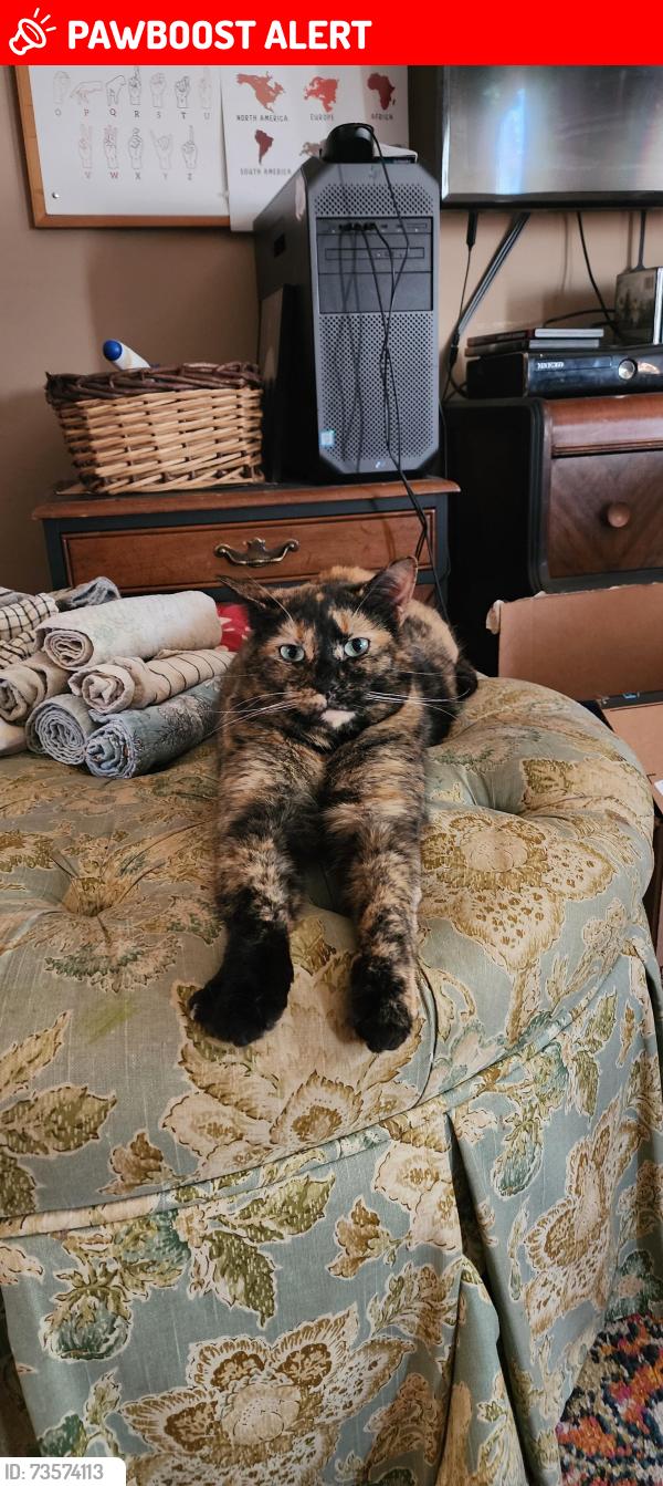 Lost Female Cat last seen Territorial Road, Stockbridge, MI, Henrietta Township, MI 49259