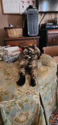 Lost Female Cat last seen Territorial Road, Stockbridge, MI, Henrietta Township, MI 49259