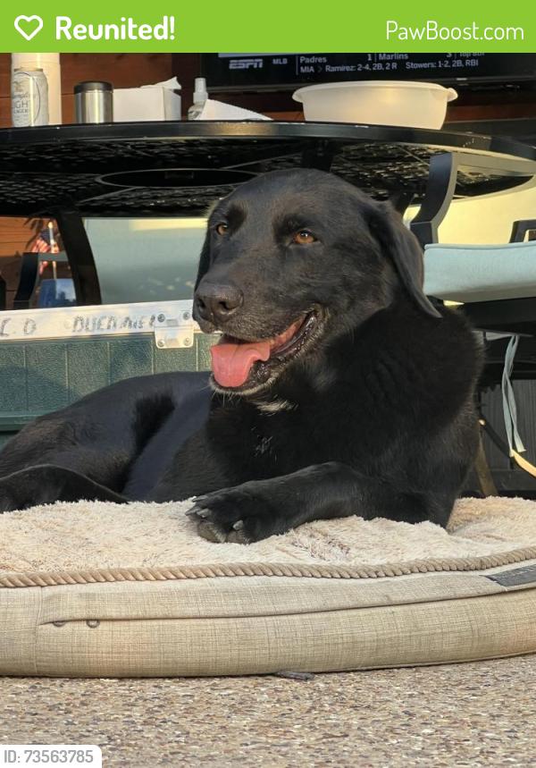 Reunited Female Dog last seen Greenwood and Willow Wood, Ovilla, TX 75154