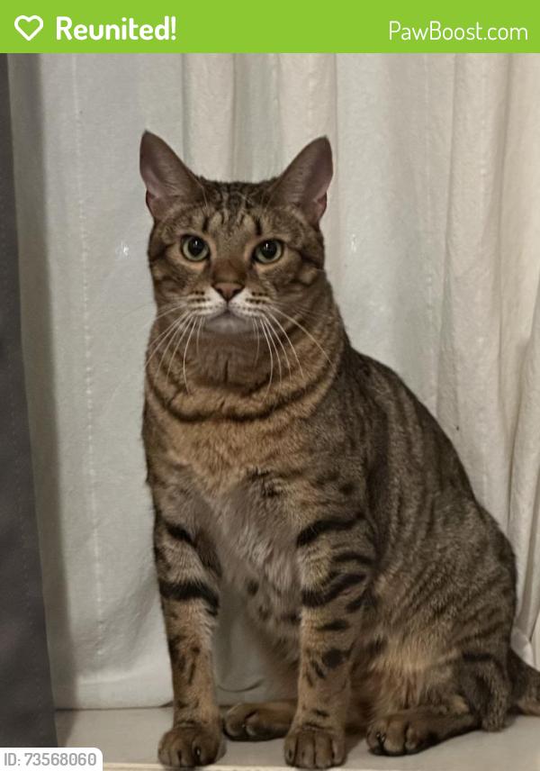 Reunited Male Cat last seen Albany Avenue & President Street, Brooklyn, NY 11213