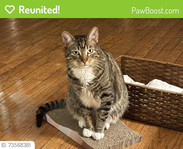 Reunited Male Cat last seen Near jackson street brooklyn, NY 11211, Brooklyn, NY 11211