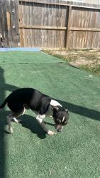 Lost Male Dog last seen Near drayton ln, Houston, TX 77088