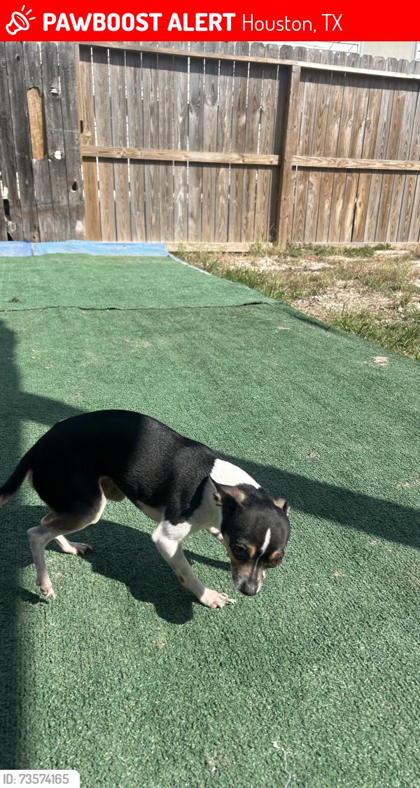 Lost Male Dog last seen Near drayton ln, Houston, TX 77088