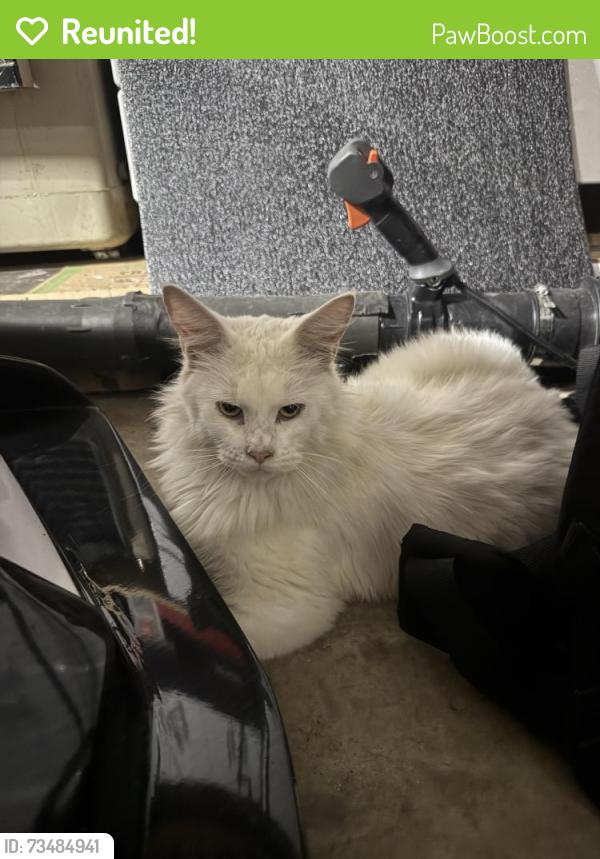 Reunited Male Cat last seen Morning glory dr, Harrison, TN 37341