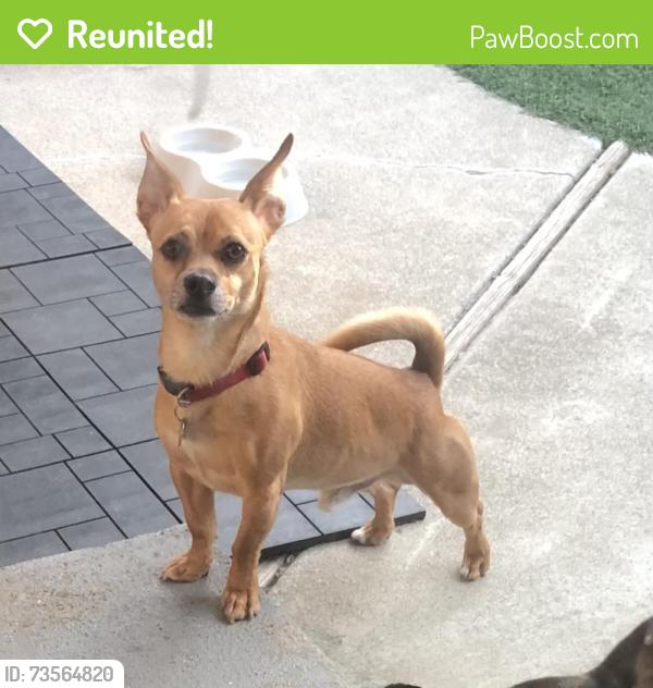Reunited Male Dog last seen Darwin drive, Fremont, CA 94555