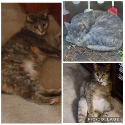 Lost Female Cat last seen Near S Sunbury Rd / Twelve Trees., Westerville, OH 43081