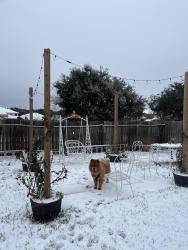 Lost Male Dog last seen Near Silverhawk dr, Katy, TX 77449