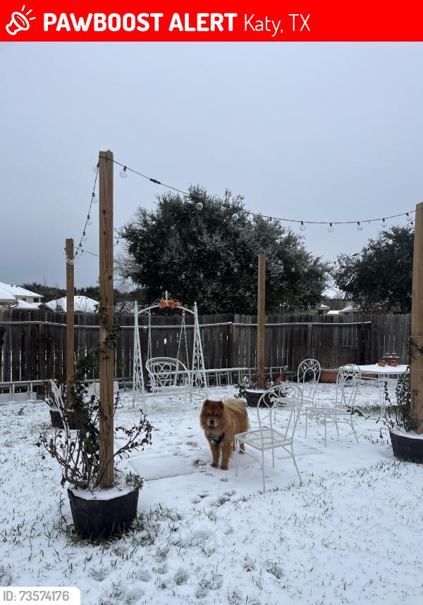Lost Male Dog last seen Near Silverhawk dr, Katy, TX 77449