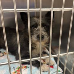 Shelter Stray Male Dog last seen , 21800 Central Ave, Matteson, IL 60443, USA