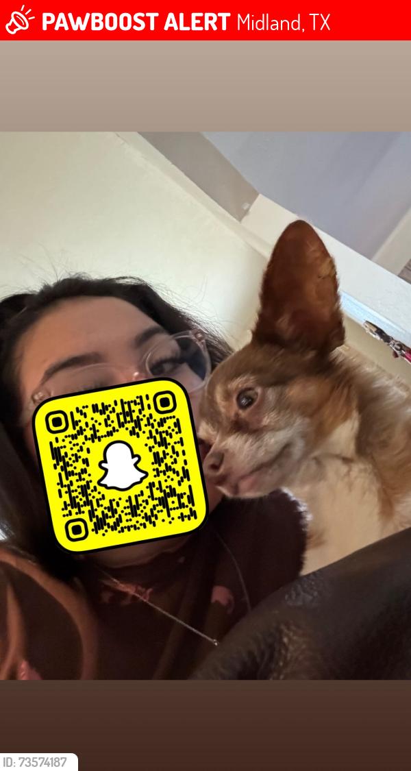 Lost Male Dog last seen Garret Brown, Midkiff, Thomason Dr, Midland, TX 79703