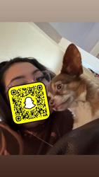 Lost Male Dog last seen Garret Brown, Midkiff, Thomason Dr, Midland, TX 79703