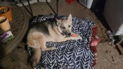 Found/Stray Female Dog last seen KB homes, Live Oak, CA 95953