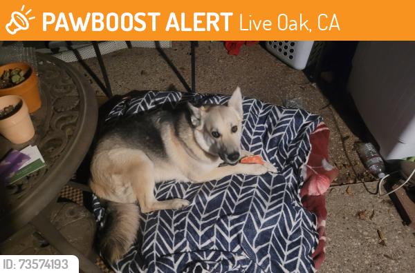 Found/Stray Female Dog last seen KB homes, Live Oak, CA 95953