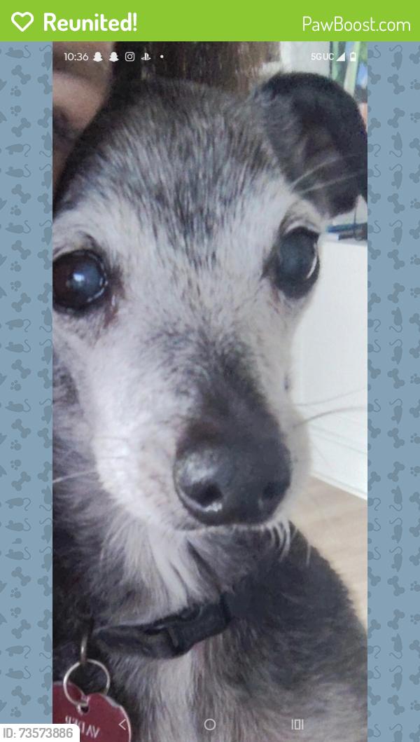Reunited Male Dog last seen Publix on 84 and 136, Davie, FL 33325