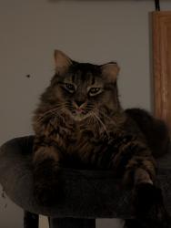 Reunited Male Cat last seen Masonic and Schooner, Warren, MI 48088