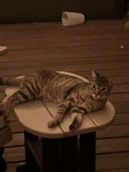 Reunited Male Cat last seen Near Robin Rd, Plano, TX 75075, USA, Plano, TX 75075