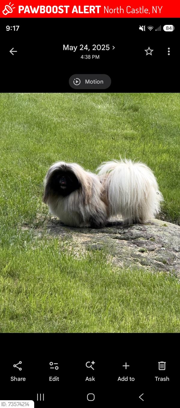 Lost Female Dog last seen Near Bayberry Road, North Castle, NY 10504