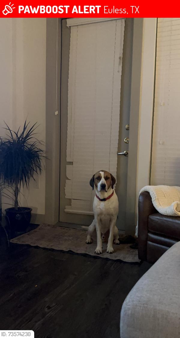 Lost Male Dog last seen Near and Midway, Euless, TX 76039