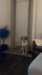 Lost Male Dog last seen Near and Midway, Euless, TX 76039