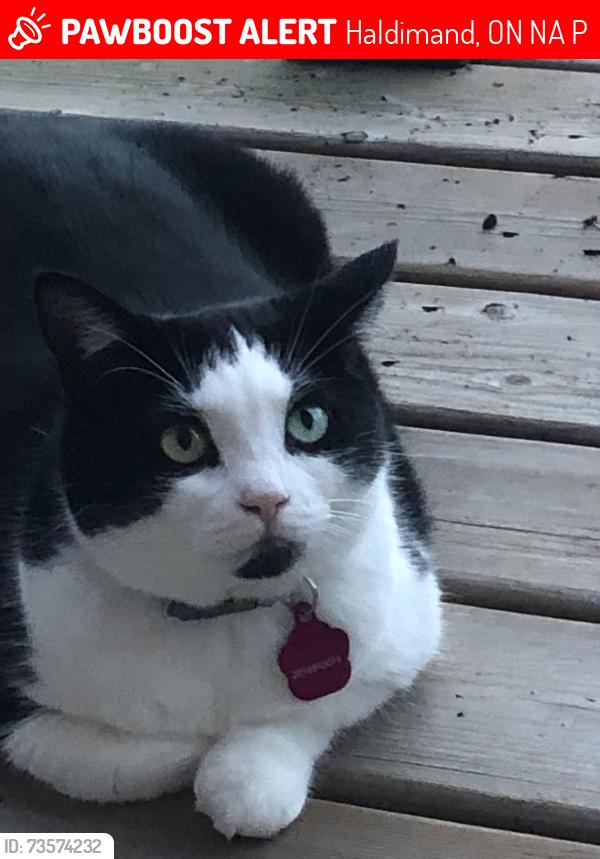 Lost Female Cat last seen Pine and Park, Haldimand, ON N1A 2P1