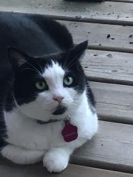Lost Female Cat last seen Pine and Park, Haldimand, ON N1A 2P1