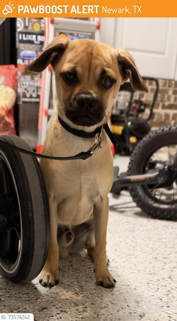 Found/Stray Male Dog last seen FM 3433, Newark, TX 76071