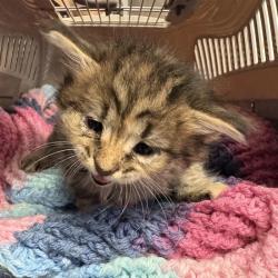 Shelter Stray Unknown Cat last seen , 244 Georgetown Rd, Jacksonville, NC 28540, USA
