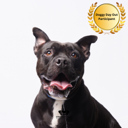 Shelter Stray Male Dog last seen , 3607 N Armenia Ave, Tampa, FL 33607, USA