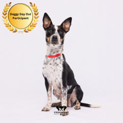 Shelter Stray Female Dog last seen , 3607 N Armenia Ave, Tampa, FL 33607, USA