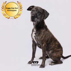 Shelter Stray Female Dog last seen , 3607 N Armenia Ave, Tampa, FL 33607, USA