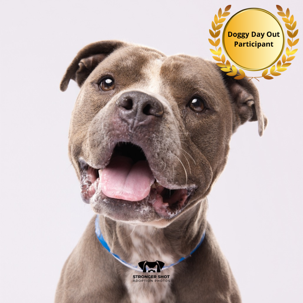 Shelter Stray Male Dog last seen , 3607 N Armenia Ave, Tampa, FL 33607, USA