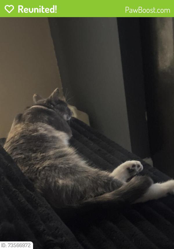 Reunited Female Cat last seen Academy Ave, Providence, RI 02908