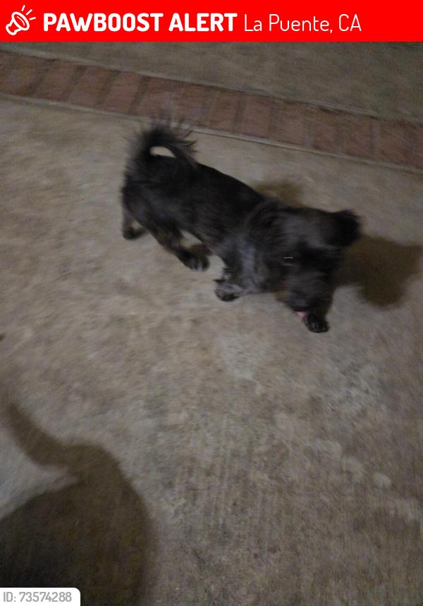 Lost Male Dog last seen Stimson, La Puente, CA 91749