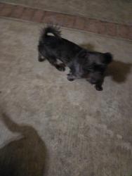 Lost Male Dog last seen Stimson, La Puente, CA 91749