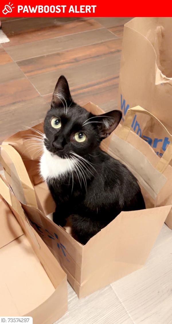 Lost Female Cat last seen School Street, Lake Ronkonkoma, NY 11779
