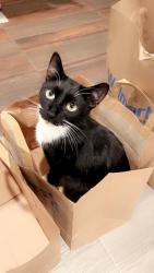 Lost Female Cat last seen School Street, Lake Ronkonkoma, NY 11779