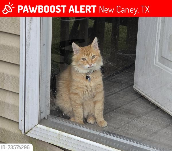 Lost Male Cat last seen Little dirt road, New Caney, TX 77357