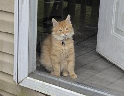 Lost Male Cat last seen Little dirt road, New Caney, TX 77357