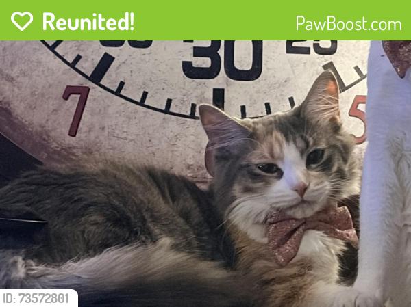 Reunited Female Cat last seen Adelaide and Piccadilly street, London, ON N5Y 3G8