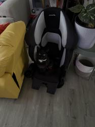 Lost Female Cat last seen channing ave portsmouth va, Portsmouth, VA 23702