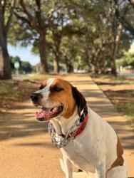 Lost Male Dog last seen Near and midway, Euless, TX 76039