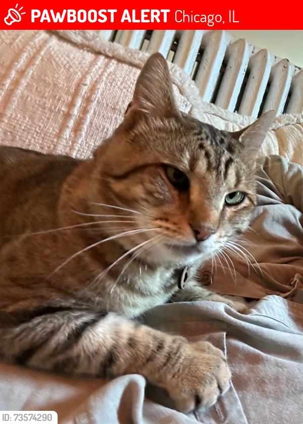 Lost Male Cat last seen greenleaf and wolcott, or alley between lunt and greenleaf, Chicago, IL 60626