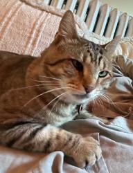 Lost Male Cat last seen greenleaf and wolcott, or alley between lunt and greenleaf, Chicago, IL 60626