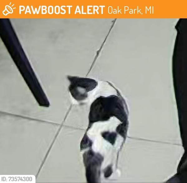 Found/Stray Unknown Cat last seen 9 Mile and Coolidge, Oak Park, MI 48237