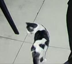 Found/Stray Unknown Cat last seen 9 Mile and Coolidge, Oak Park, MI 48237