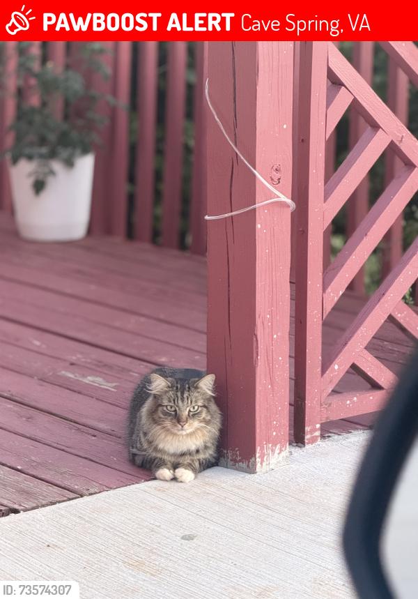 Lost Male Cat last seen Northcross road, Cave Spring, VA 24018
